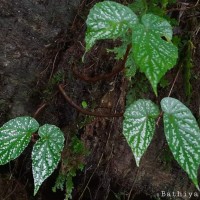 Begonia dipetala Graham